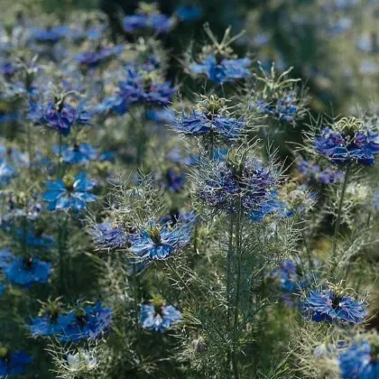 Czarnuszka damasceńska 'Miss Jekyll Dark Blue' – Nigella damascena – sprzedaż nasion
