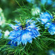 Czarnuszka damasceńska 'Miss Jekyll Dark Blue' – Nigella damascena – sprzedaż nasion