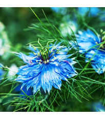 Czarnuszka damasceńska 'Miss Jekyll Dark Blue' – Nigella damascena – sprzedaż nasion