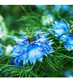 Czarnuszka damasceńska 'Miss Jekyll Dark Blue' – Nigella damascena – sprzedaż nasion
