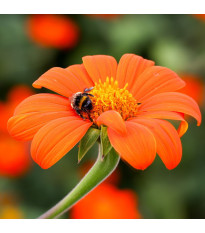 Titonia Fiesta Del Sol – Tithonia rotundifolia – sprzedaż nasion titonii