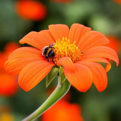 Titonia Fiesta Del Sol – Tithonia rotundifolia – sprzedaż nasion titonii