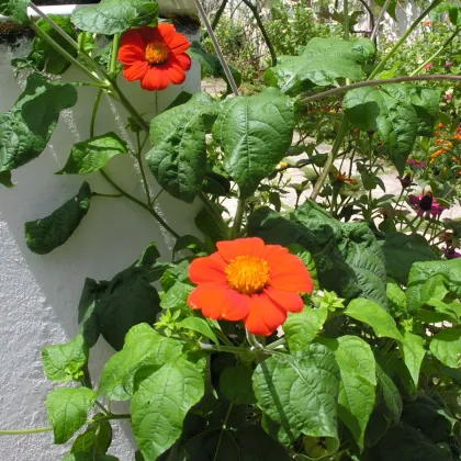 Titonia Fiesta Del Sol – Tithonia rotundifolia – sprzedaż nasion titonii