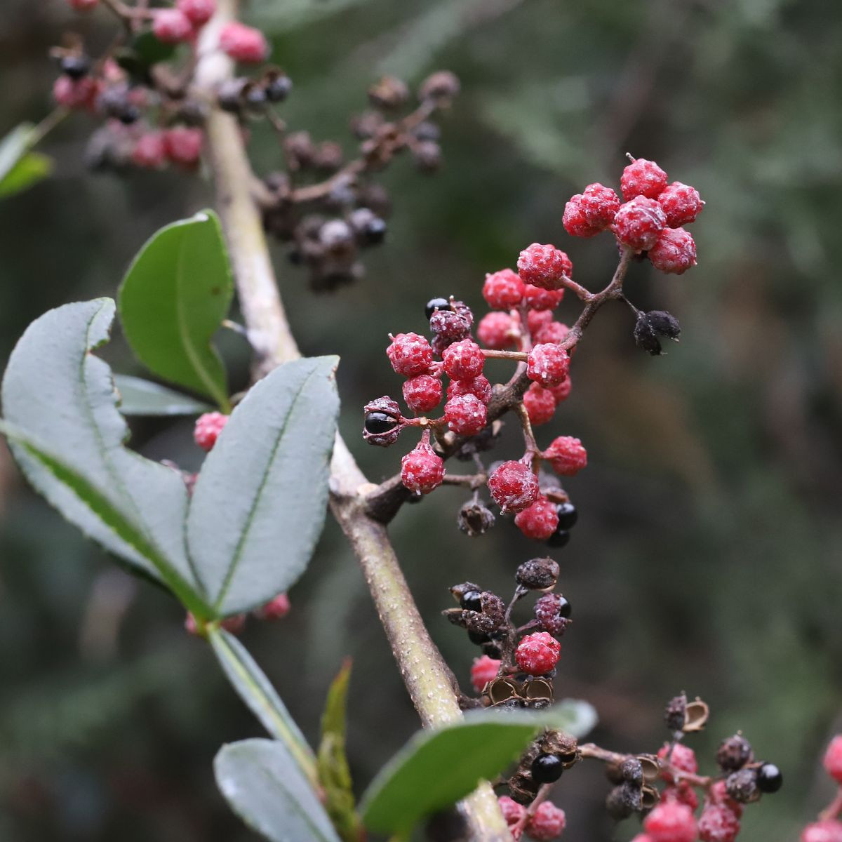 Pieprz syczuański – Zanthoxylum armatum – nasiona pieprzu