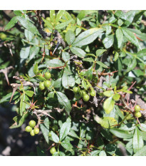 Pieprz syczuański – Zanthoxylum armatum – nasiona pieprzu