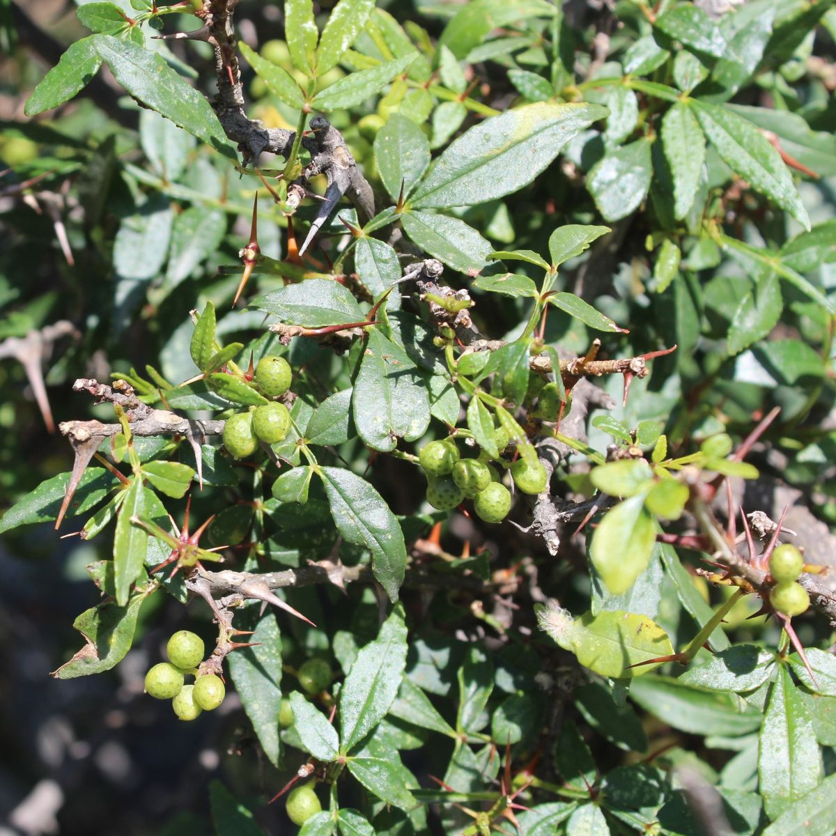Pieprz syczuański – Zanthoxylum armatum – nasiona pieprzu
