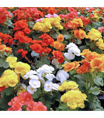 Mieszanka begonii – Begonia mix – uprawa