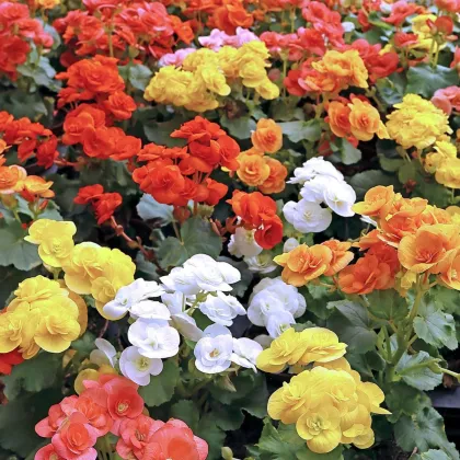 Mieszanka begonii – Begonia mix – uprawa