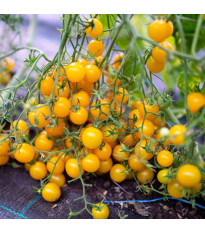Rajče Perlino żółte F1 - Solanum lycopersicum - nasiona pomidora - 6 szt.