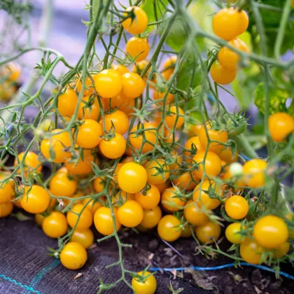 Rajče Perlino żółte F1 - Solanum lycopersicum - nasiona pomidora - 6 szt.