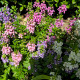Angelonia wąskolistna mix – Angelonia angustifolia – uprawa