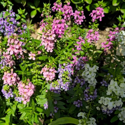 Angelonia wąskolistna mix – Angelonia angustifolia – uprawa