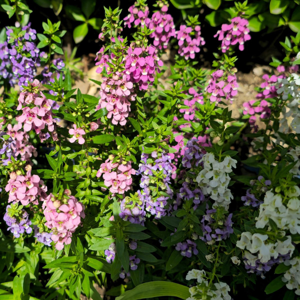 Angelonia wąskolistna mix – Angelonia angustifolia – uprawa