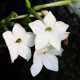 Tabaka Saratoga biała F1 - Nicotiana x alata - nasiona tytoniu - 30 szt.