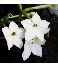 Tabaka Saratoga biała F1 - Nicotiana x alata - nasiona tytoniu - 30 szt.