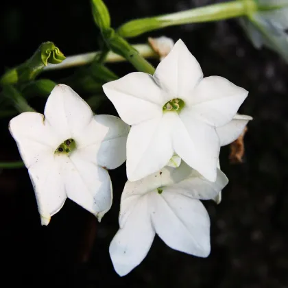Tabaka Saratoga biała F1 - Nicotiana x alata - nasiona tytoniu - 30 szt.