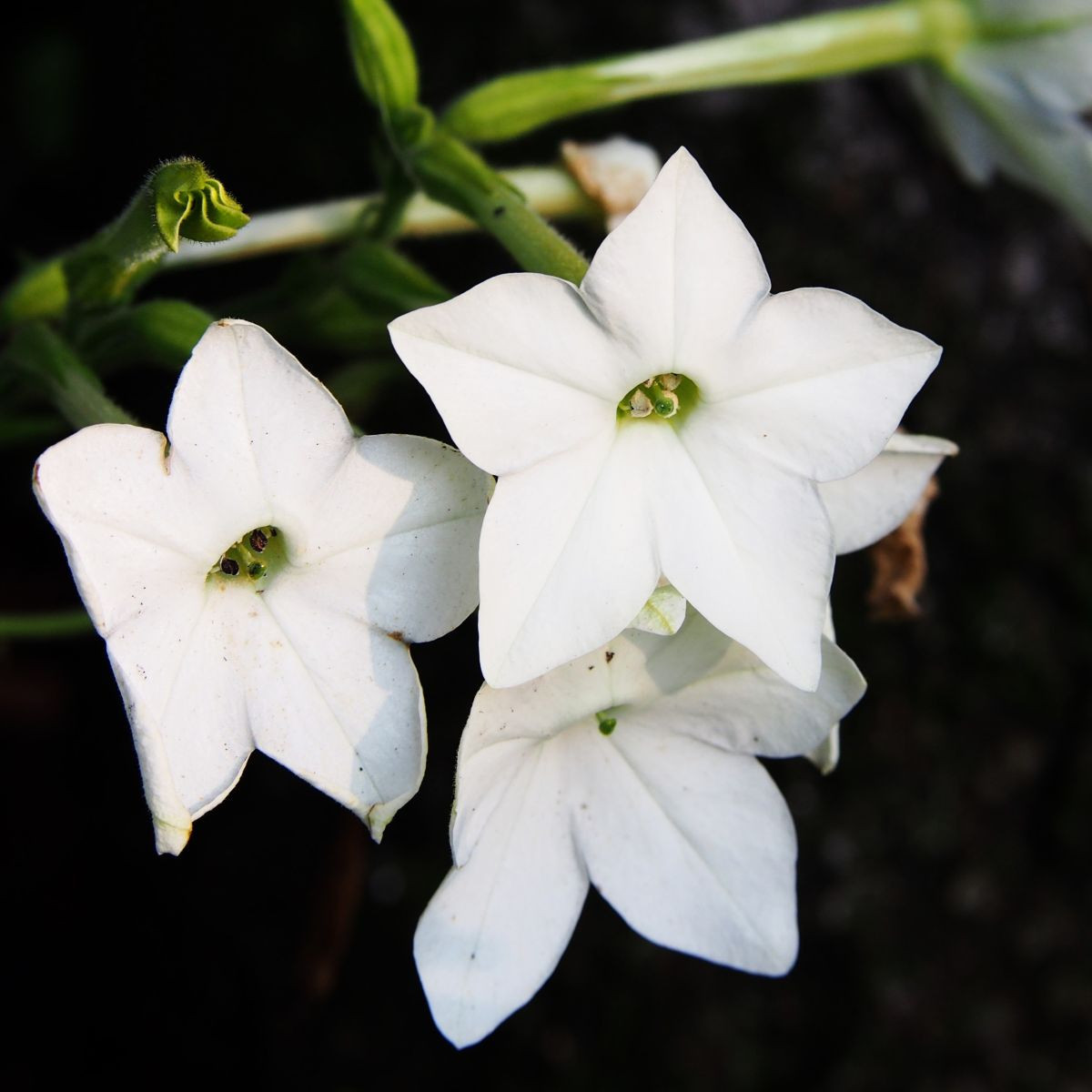Tabaka Saratoga biała F1 - Nicotiana x alata - nasiona tytoniu - 30 szt.