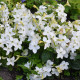Tabaka Saratoga biała F1 - Nicotiana x alata - nasiona tytoniu - 30 szt.