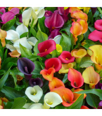 Mieszanka kalii – Zantedeschia mix – uprawa ozdobnych roślin cebulowych