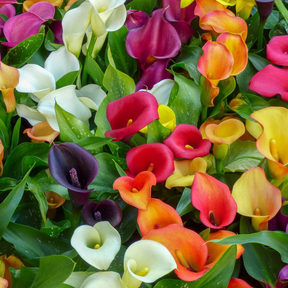 Mieszanka kalii – Zantedeschia mix – uprawa ozdobnych roślin cebulowych
