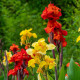 Mieszanka kanny – Canna mix – uprawa ozdobnych kwiatów