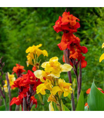 Mieszanka kanny – Canna mix – uprawa ozdobnych kwiatów