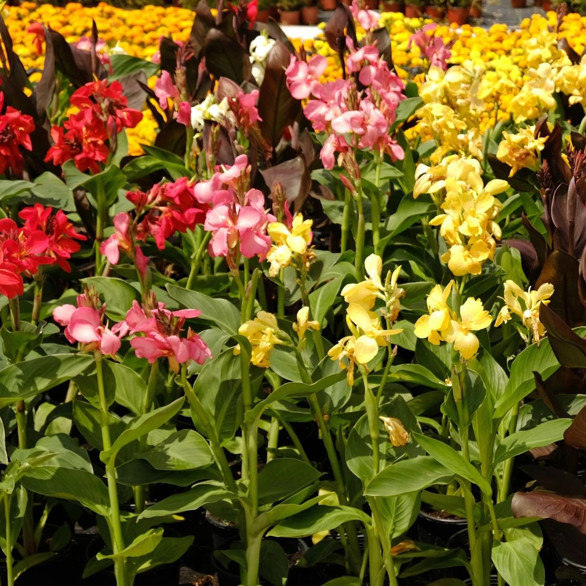 Mieszanka kanny – Canna mix – uprawa ozdobnych kwiatów