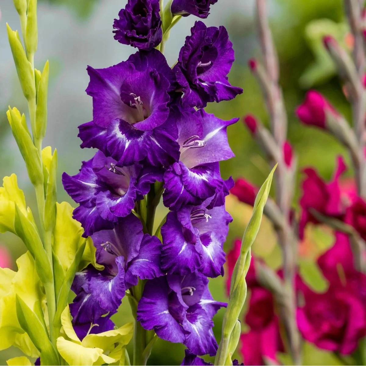 Mieszanka mieczyków – Gladiolus mix – bulwy mieczyka – uprawa