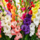 Mieszanka mieczyków – Gladiolus mix – bulwy mieczyka – uprawa