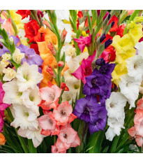 Mieszanka mieczyków – Gladiolus mix – bulwy mieczyka – uprawa