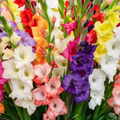 Mieszanka mieczyków – Gladiolus mix – bulwy mieczyka – uprawa