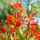 Mieszanka montbrecji – Crocosmia mix – uprawa ozdobnych roślin cebulowych