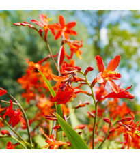 Mieszanka montbrecji – Crocosmia mix – uprawa ozdobnych roślin cebulowych
