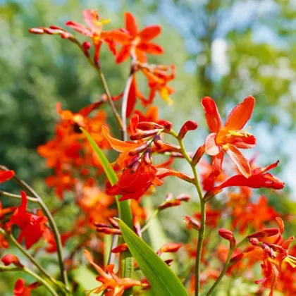 Mieszanka montbrecji – Crocosmia mix – uprawa ozdobnych roślin cebulowych