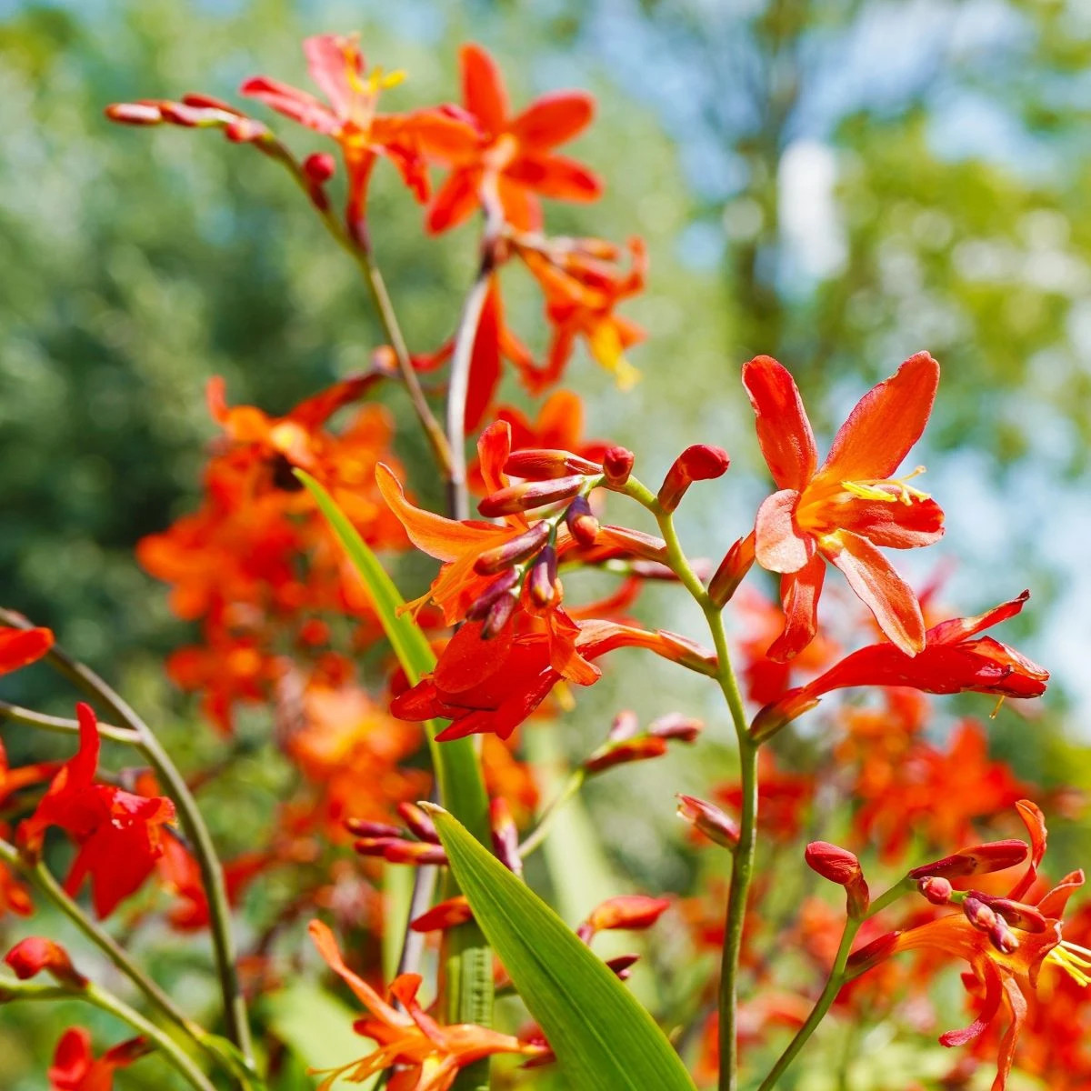 Mieszanka montbrecji – Crocosmia mix – uprawa ozdobnych roślin cebulowych