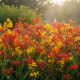 Mieszanka montbrecji – Crocosmia mix – uprawa ozdobnych roślin cebulowych