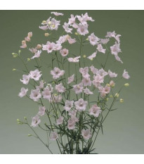 Ostróżka Jenny's Pearl F1 Pink – Delphinium grandiflorum – nasiona ostróżki
