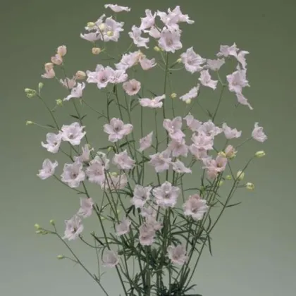 Ostróżka Jenny's Pearl F1 Pink – Delphinium grandiflorum – nasiona ostróżki