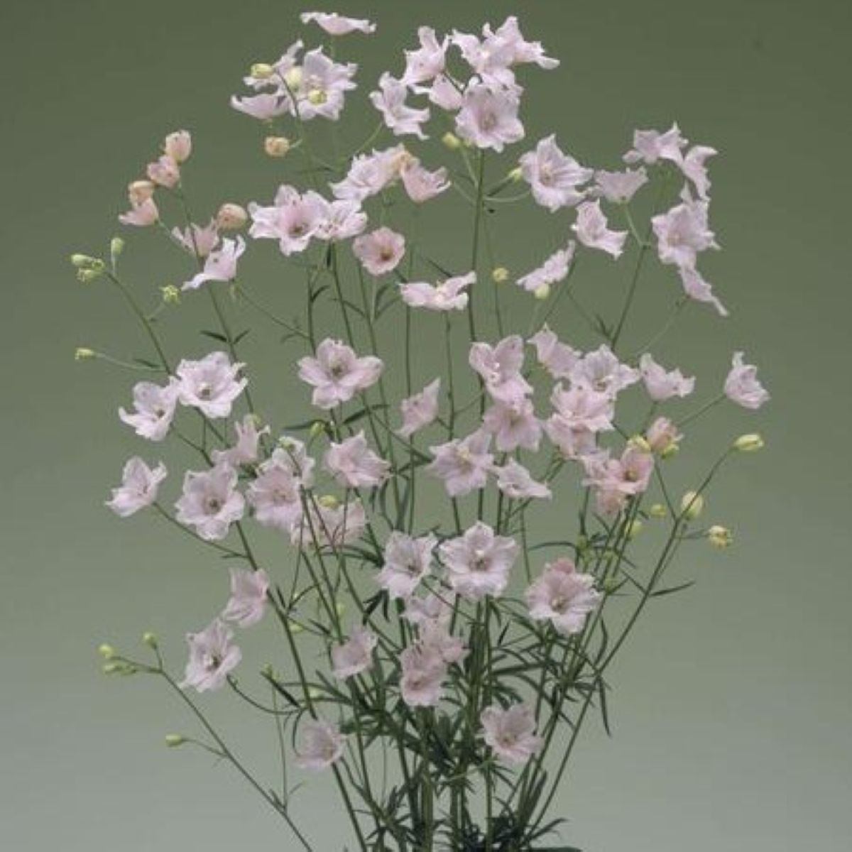 Ostróżka Jenny's Pearl F1 Pink – Delphinium grandiflorum – nasiona ostróżki
