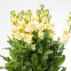 Lewkonia Cinderella Yellow – Matthiola incana – nasiona lewkonii letniej