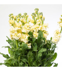 Lewkonia Cinderella Yellow – Matthiola incana – nasiona lewkonii letniej