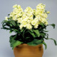 Lewkonia Cinderella Yellow – Matthiola incana – nasiona lewkonii letniej