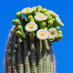 Saguaro - Kaktus świecznikowy - Carnegiea gigantea - nasiona kaktusa - 5 szt.