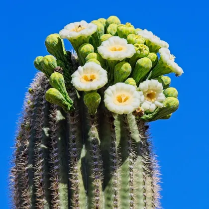 Saguaro - Kaktus świecznikowy - Carnegiea gigantea - nasiona kaktusa - 5 szt.