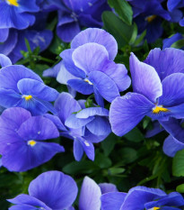 Violka Carneval F1 Azure - Viola x wittrockiana - nasiona fiołka - 20 szt.