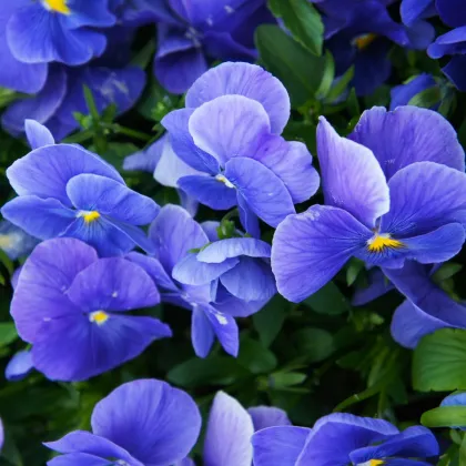 Violka Carneval F1 Azure - Viola x wittrockiana - nasiona fiołka - 20 szt.