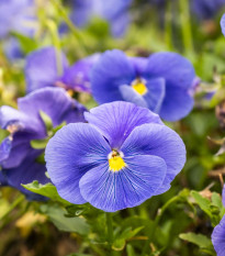 Violka Twix F1 Odmiany Lawendowe - Viola cornuta - nasiona violki - 20 szt.