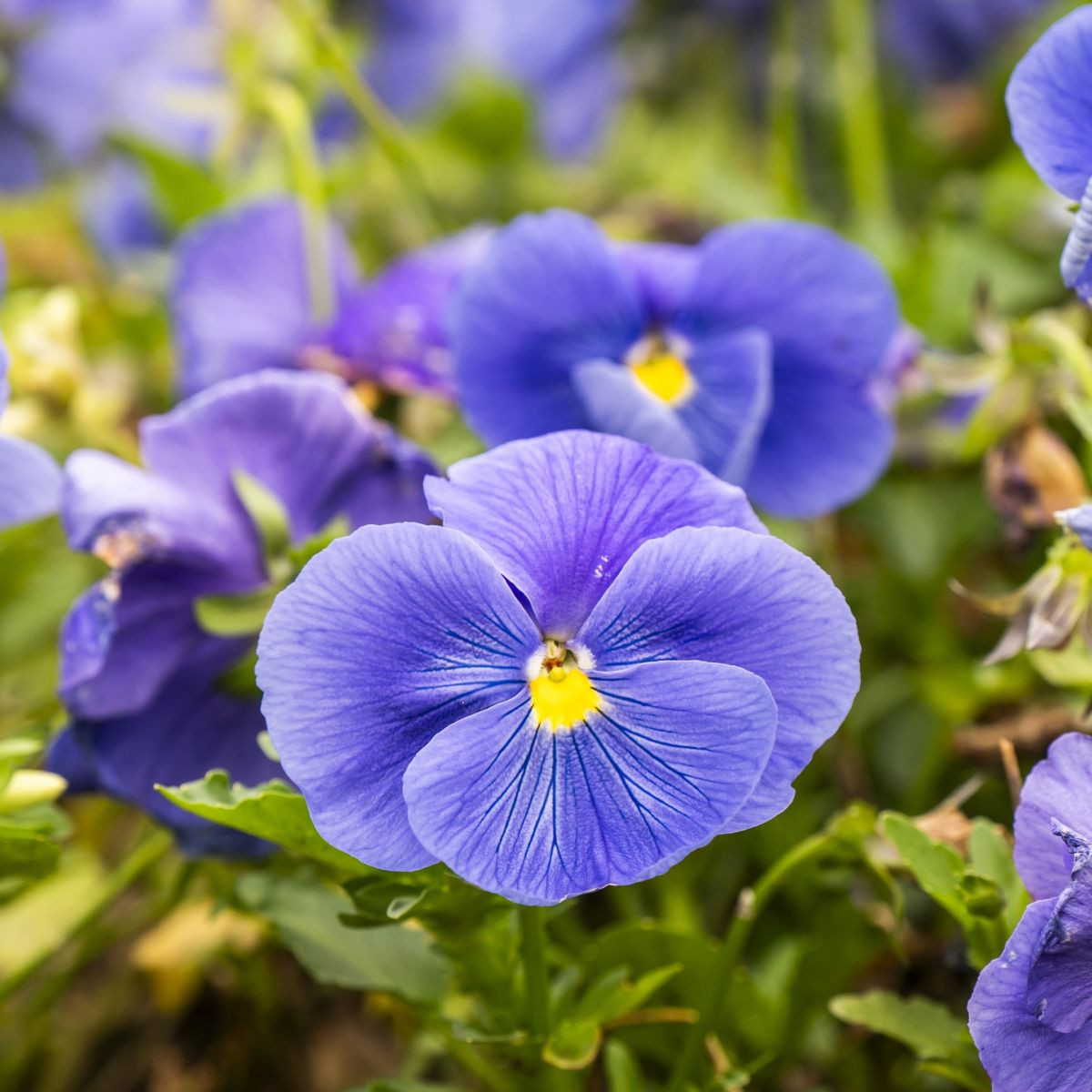 Violka Twix F1 Odmiany Lawendowe - Viola cornuta - nasiona violki - 20 szt.