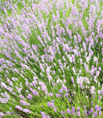 Levandula wąskolistna różowa SPECJAL - Lavandula angustifolia - nasiona lawendy - 15 szt.