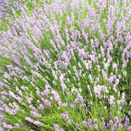 Levandula wąskolistna różowa SPECJAL - Lavandula angustifolia - nasiona lawendy - 15 szt.